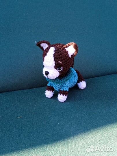 Собачка чихуа