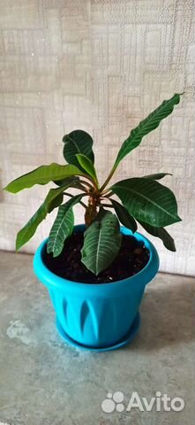 Комнатные растения