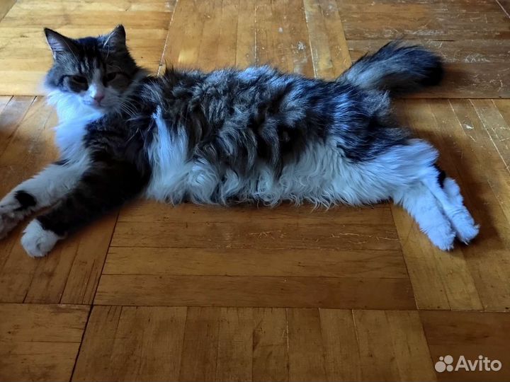 Кошка в дар