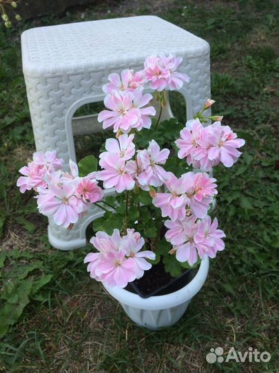 Пеларгония / герань разные сорта