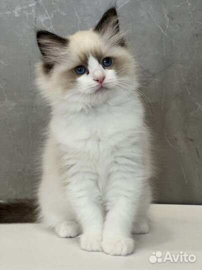 Рэгдолл девочка Vasilina