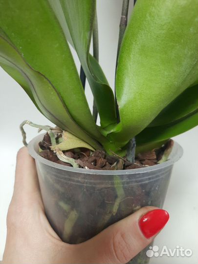 Орхидея с деткой