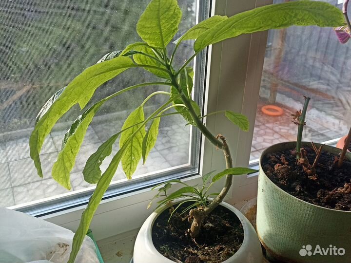 Бругмансия