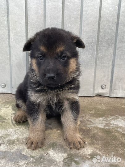 Щенки немецкой овчарки