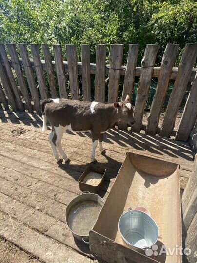 Телята телочки