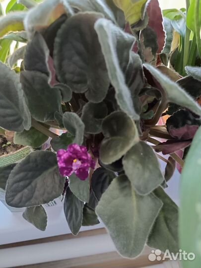 Ктенанта, фиалка