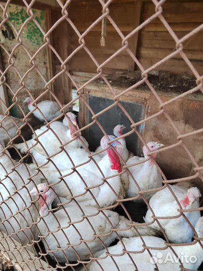 Продам индюшатину