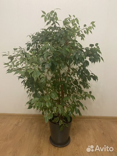 Фикус бенджамина
