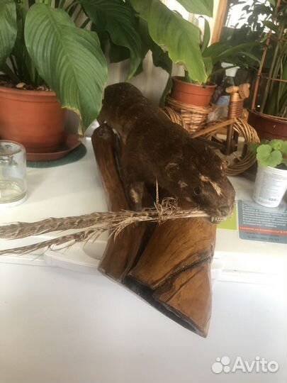 Чучело зверя