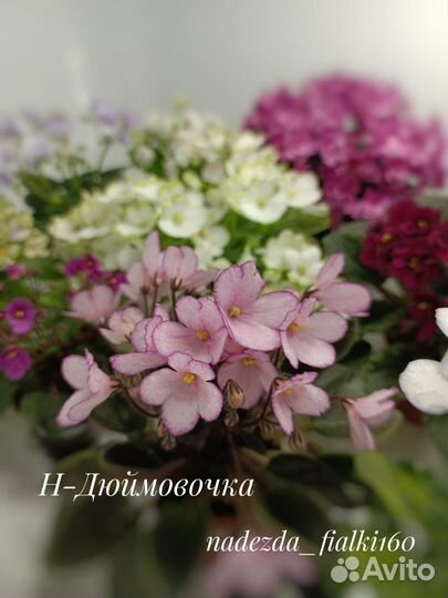 Фиалки сортовые мини/полумини