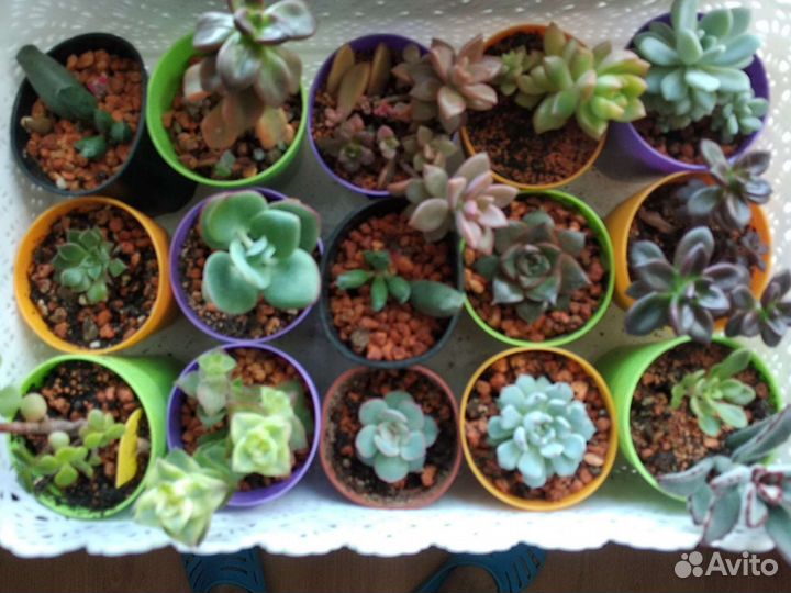 Комнатные цветы, суккуленты, пеларгонии