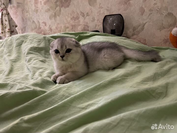 Шотландские вислоухие