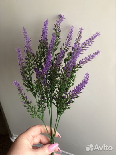 Лаванда