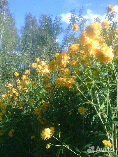 Золотые шары и другие садовые цветы