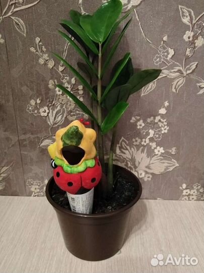 Ороситель для комнатных растений