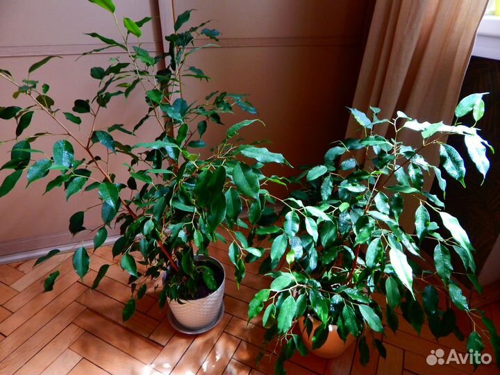 Фикусы бенджамина несколько растений