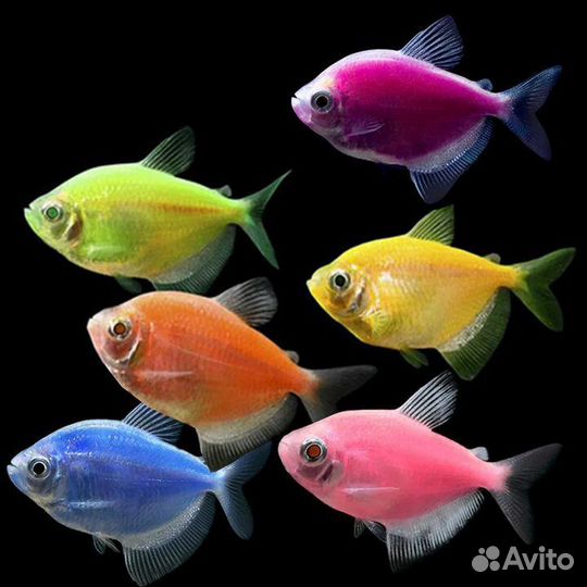 Рыбки