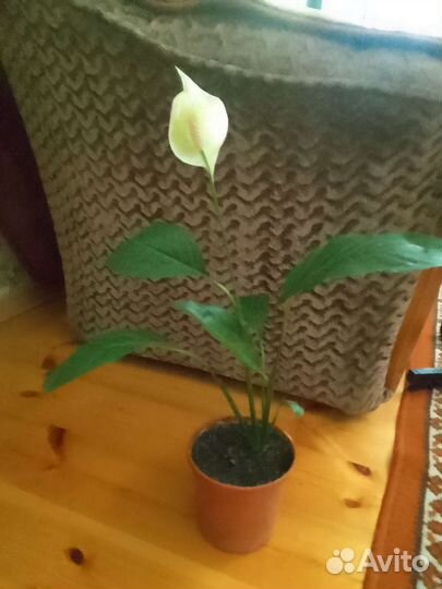 Комнатные цветы в ассортименте