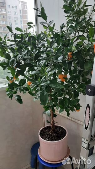 Мандариновое дерево с плодами