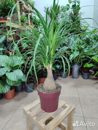 Нолина (бокарнея) высотой 63 см