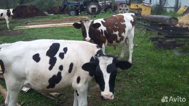 Кобыла с жеребенком