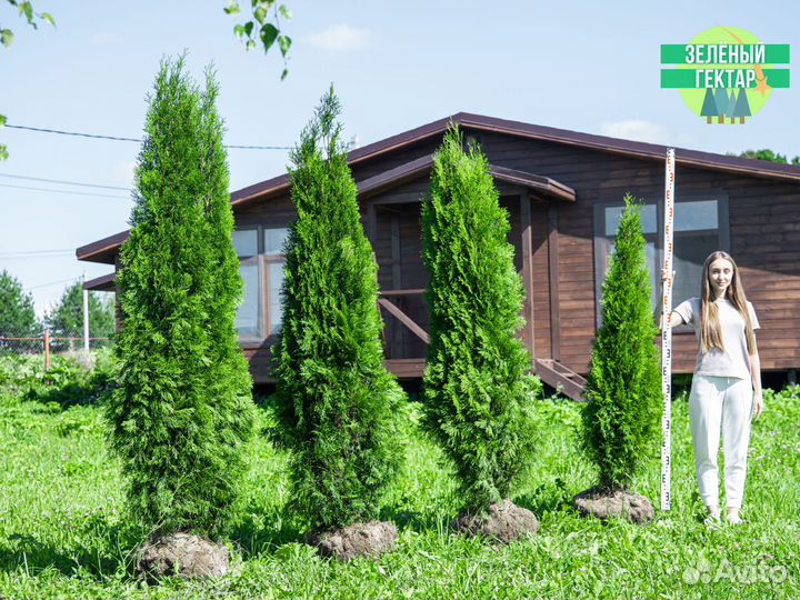 Туи 160 см