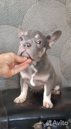 Мини девочка лилового окраса