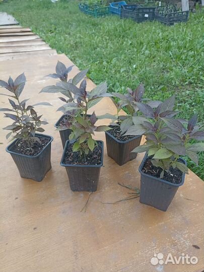 Вейгела сорт Танго