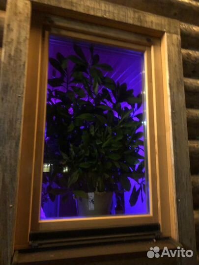 Синадениум Гранта-дерево любви Обмен