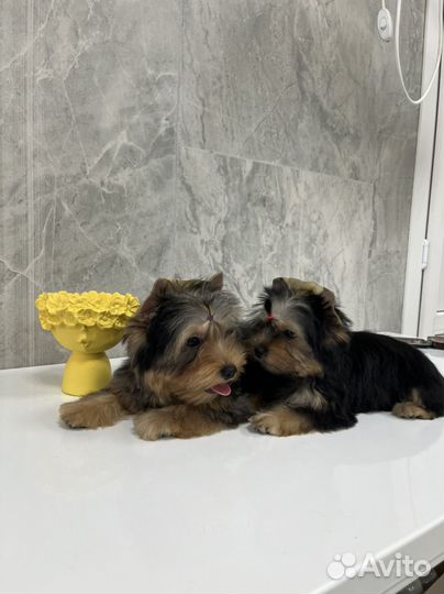 Щенки цветного йорка