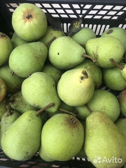 Продам груши