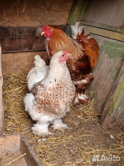 Куры кохенхин и брама