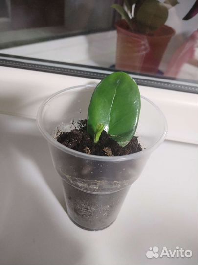 Замиокулькас