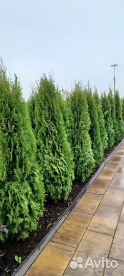 Туя Западная Смарагд 180-200 см