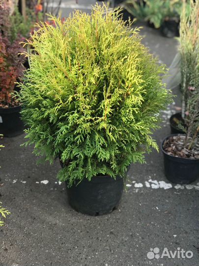 Растения Туя западная Вудварди