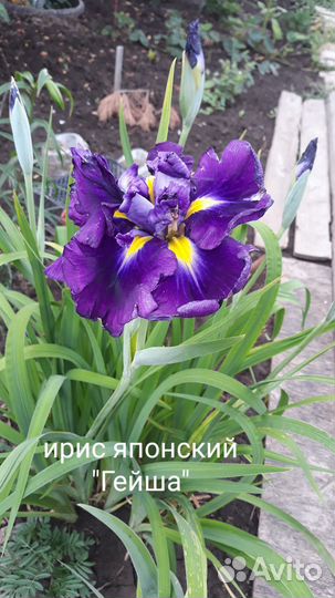 Саженцы садовых цветов