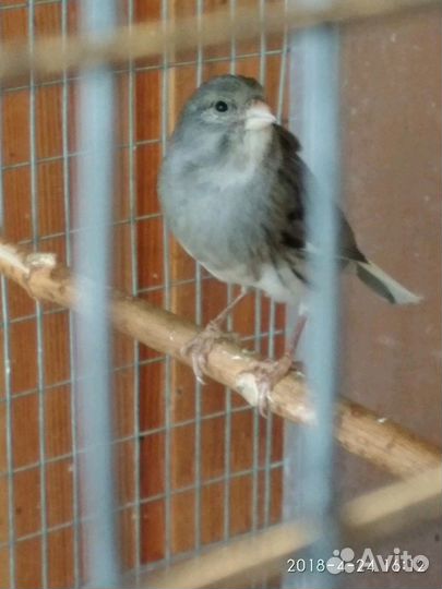 Кенара и канарейки