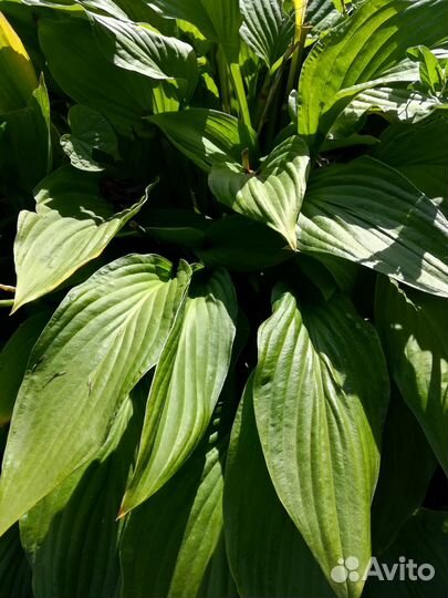 Хоста растение