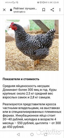 Цыплята доминант Д 959