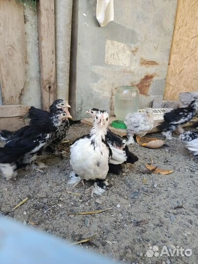 Петушки Карликовый кохинхин подростки