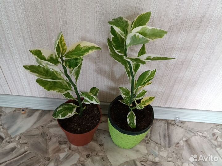 Педелантус