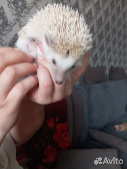 Продам ежа