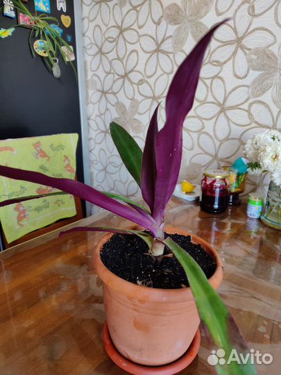 Традесканция рео