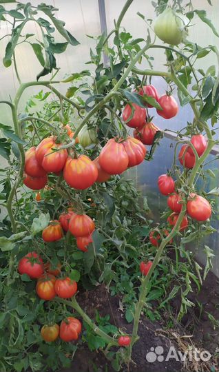 Семена томат помидор