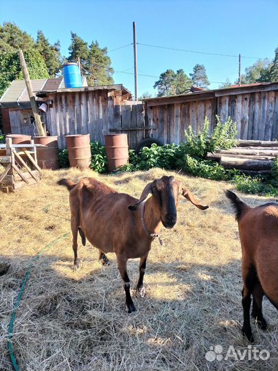 Нубийские козы