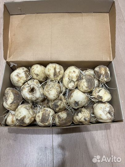 Коробка с луковицами