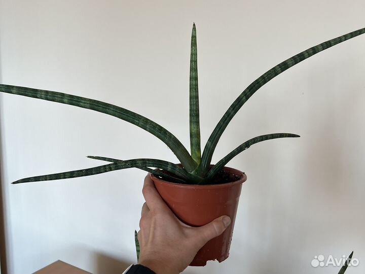 Сансевьерия цилиндрика