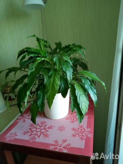 Спатифиллум