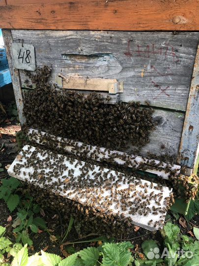 Пчелосемьи без ульев