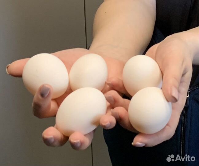 Домашние куриные яйца